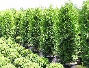 Thuja occidentalis 'Brabant'